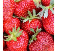 YouGarden Strawberry Colossus Jumbo Plugs x 12