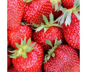 YouGarden Strawberry Colossus Jumbo Plugs x 12
