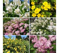 Yougarden Summer Flowering Hardy Shrub Collection, Set Of Six Plants In 9Cm Pots 20-30Cm Tall, Ready To Plant