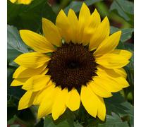 YouGarden Sunflower Sunsation Plug Plants x12