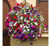 YouGarden Surfinia Collection Plug Plant 18 Pack - Multi - Wilko