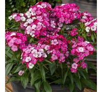 YouGarden Sweet William Dart Pink Magician 20x Garden Ready Plants