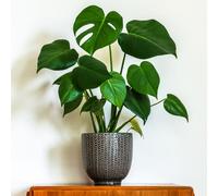 YouGarden Swiss Cheese Plant Monstera in 14cm Pot