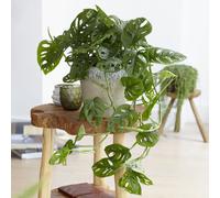 YouGarden Swiss Cheese Plant Monstera Monkey Leaf in 12cm Pot