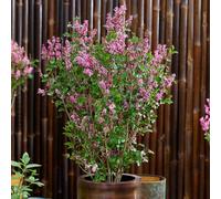 YouGarden Syringa Meyeri 'Little Rosie' in a 3L Pot