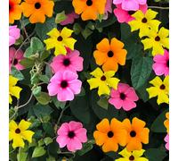YouGarden Thunbergia Sunny Mixed Plug Plants x6