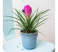 YouGarden Tillandsia cyanea 'Vincent', Pink Quill Plant, 1 x 9cm Pot, Tropical Houseplant