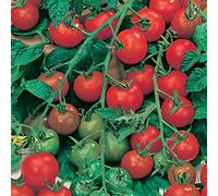 YouGarden Tomato 'Gardeners Delight' 12 Plug Plants - Cherry Tomatoes, Ready to Plant, Great for Pots