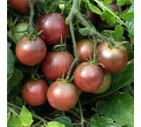 YouGarden Tomato 'Rocola Chocolate', 6 Plug Plants, Sweet Brown Cherry Fruit, Ready to Plant Garden Crop, Easy To Grow Cascading Sweet Tomato Plants, Supplied As Six Plants