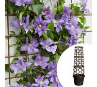 YouGarden Tower Pot & Boulevard Clematis 10.5cm pots x 1