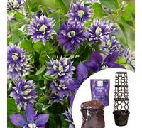YouGarden Tower Pot Compost, Clematis Taiga 9cm & Fertiliser x 1