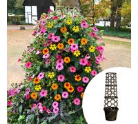 YouGarden Tower Pot & Thunbergia plugs x 6