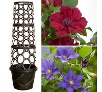 YouGarden Tower Pots & Boulevard Clematis 10.5cm pots x 2