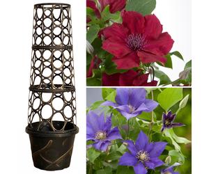 YouGarden Tower Pots & Boulevard Clematis 10.5cm pots x 2