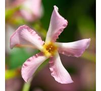 YouGarden Trachelospermum asiaticum Rose, Star Jasmine, Established Plant in 9cm Pot, Scented Climbing Garden Colour, Evergreen