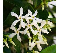 YouGarden Trachelospermum jasminoides, 2 x 2 Litre Potted Star Jasmine, Pyramid Vine Plant, 90cm Tall, Ready to Plant
