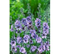 Yougarden Tree Mallow Lavatera 'blue Bird' Malva In A 3L Pot