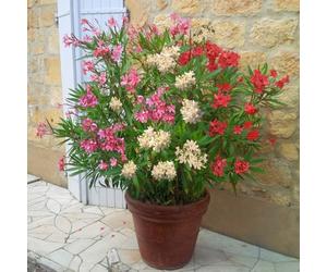 YouGarden 'Tricolour' Oleander Bush, 15cm Pot, Three Flower Colours in One, Red Pink White Ready To Plant