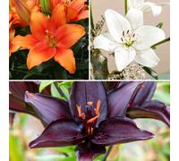 YouGarden Triluna Lily 32 Bulb Collection