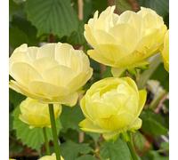 Yougarden Trollius 'full Moon', 3 X 9Cm Pots, Perennial Lemon Globe Flowers, Ready To Plant, Garden Colour