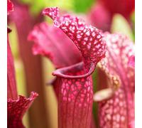 Yougarden Trumpet Pitcher Plant, Indoor Plant, Sarracenia Stevensii, Established Houseplant In 9Cm Pot, Ready To Display Indoor Pl