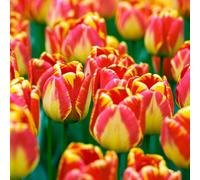 Yougarden Tulip 'banja Luka', 24 X Bulbs Size 11/12, Red Yellow Spring Flowers, Great For Borders