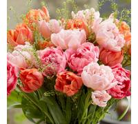 YouGarden Tulip Double Flowering Mixed Bouquet, 18 Bulbs, Size 10/11, Peony Spring Blooms