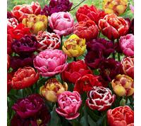 Yougarden Tulip Double Flowering Mixed Bouquet, 36 Bulbs, Size 10/11