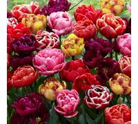 YouGarden Tulip Double Flowering Mixed Bouquet, 36 Bulbs, Size 10/11