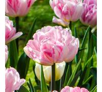 Yougarden Tulip Double Pink 40 Bulbs Size 10/11