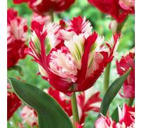 Yougarden Tulip 'estella Rijnveld', 24 X Bulbs Size 11/12, For Autumn Planting And Spring Flowers, Tulip Bulbs