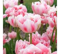 YouGarden Tulip 'Finola', 10 x Bulbs Size 12+