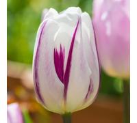 YouGarden Tulip 'Flaming Flag', 24 x Bulbs Size 10/11, Ready for Autumn Planting and Spring Flowering