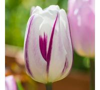 Yougarden Tulip 'flaming Flag', 24 X Bulbs Size 10/11, Ready For Autumn Planting And Spring Flowering