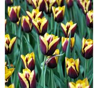 Yougarden Tulip Gavota, 24 X Bulbs, Early Spring Flowering Bulbs, For Spring Flowers