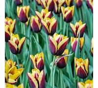 Yougarden Tulip Gavota, Pack Of 12 Bulbs, Early Spring Flowering Bulbs, For Spring Flowers