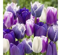 YouGarden Tulip 'Paradise Purple Mix' x40 Bulbs