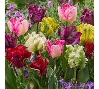 YouGarden Tulip 'Parrot Mixed' x30 bulbs
