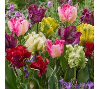 YouGarden Tulip 'Parrot Mixed' x30 bulbs