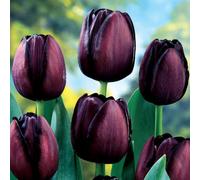 YouGarden Tulip 'Queen of the Night', 30 x Bulbs, Size 10/11, Spring Tulip Bulbs for Gardens Ready to Plant in Autumn, Deep Purple Tulips for Gardens