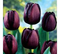 YouGarden Tulip 'Queen of the Night' x30 bulbs