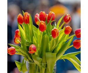 Yougarden Tulip 'queensday', 10 X Bulbs, Size 11/12, Double Orange Spring Flowers