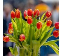 Yougarden Tulip 'queensday', 20 X Bulbs, Size 11/12