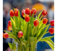 YouGarden Tulip 'Queensday', 20 x Bulbs, Size 11/12