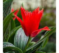 YouGarden Tulip 'Red Riding Hood', Set of 15 Bulbs Size 10/11, Ready for Autumn Planting