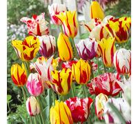 YouGarden Tulip 'Rembrandt Mix' x30 bulbs