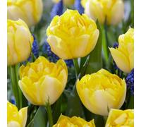 YouGarden Tulip 'Secret Perfume', 15 x Bulbs, Size 10/11 | Fragrant Yellow Spring Flowers