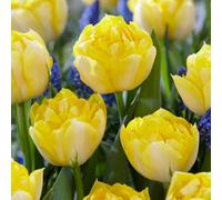 Yougarden Tulip 'secret Perfume', 30 X Bulbs, Size 10/11