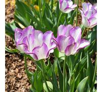 Yougarden Tulip 'shirley', 10 X Bulbs, Size 10/11, Ivory Purple Spring Flowers