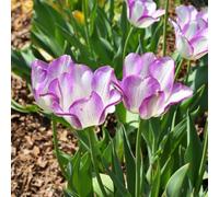 YouGarden Tulip 'Shirley', 20 x Bulbs, Size 10/11
